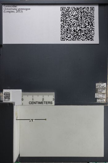 Media type: image; Entomology 511229
